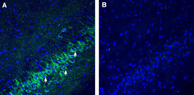 SLC25A22 (GC1) Antibody in Immunohistochemistry (Frozen) (IHC (F))