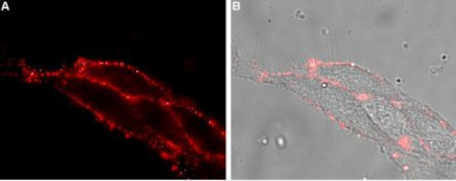 NIPA2 (extracellular) Antibody in Immunocytochemistry (ICC/IF)