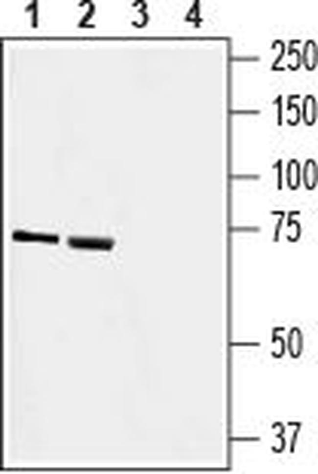 SLC41A2 (extracellular) Antibody in Western Blot (WB)