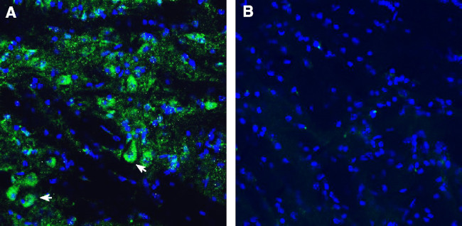 SLC10A4 (extracellular) Antibody in Immunohistochemistry (Frozen) (IHC (F))