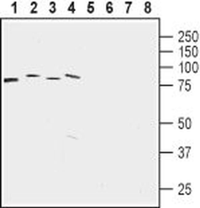 LETM1 Antibody in Western Blot (WB)