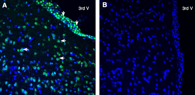 SLC38A2 (SNAT2) Antibody in Immunohistochemistry (Frozen) (IHC (F))