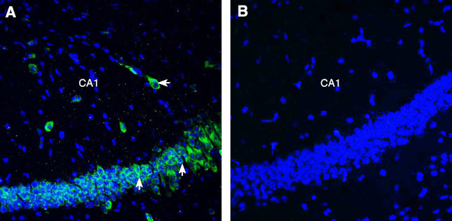 SLC3A2 (CD98) (extracellular) Antibody in Immunohistochemistry (Frozen) (IHC (F))