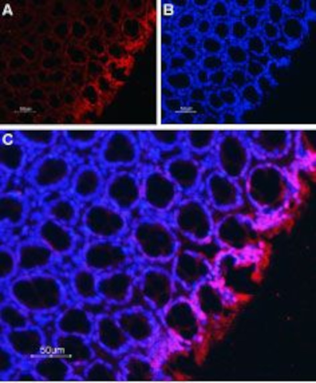Na+/H+ Exchanger 2 (NHE-2) Antibody in Immunohistochemistry (Paraffin) (IHC (P))
