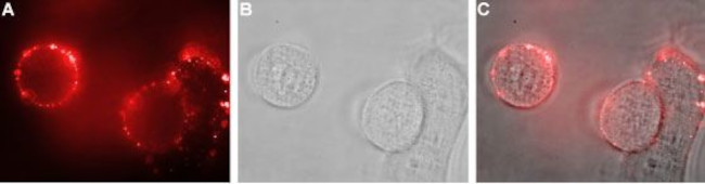 Na+/H+ Exchanger 1 (NHE-1) (extracellular) Antibody in Immunocytochemistry (ICC/IF)