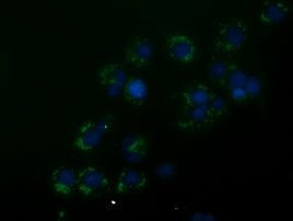 ANXA3 Antibody in Immunocytochemistry (ICC/IF)