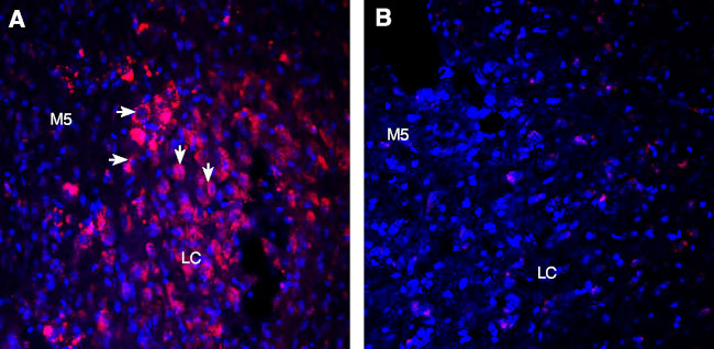 Orexin Receptor 1 Antibody in Immunohistochemistry (Frozen) (IHC (F))
