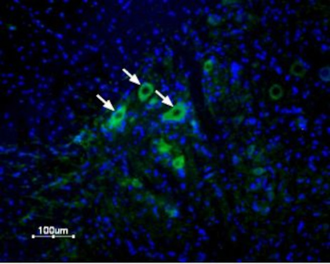 delta-Opioid Receptor (OPRD1) (extracellular) Antibody in Immunohistochemistry (Frozen) (IHC (F))