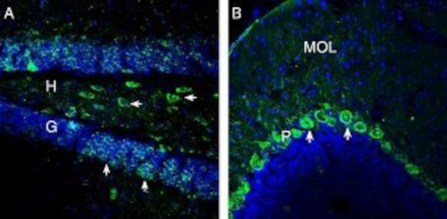 OXGR1/GPR99 Antibody in Immunohistochemistry (Frozen) (IHC (F))