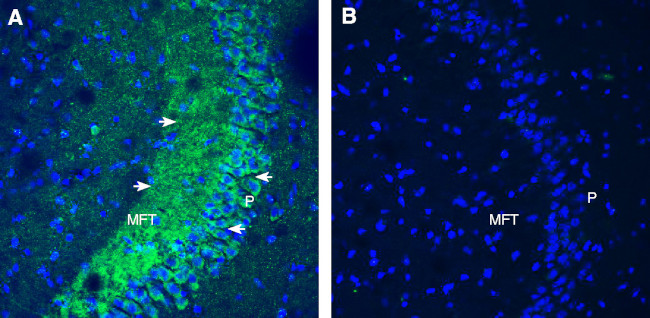 Opsin 3 (extracellular) Antibody in Immunohistochemistry (Frozen) (IHC (F))
