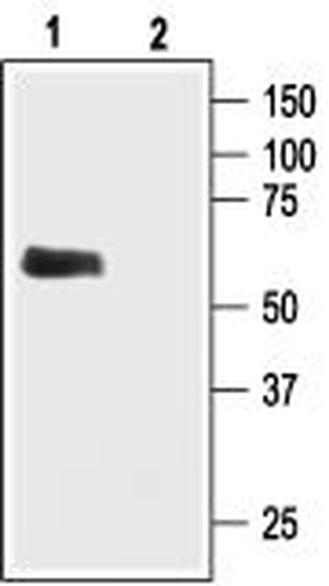 GIRK1 (Kir3.1) Antibody in Western Blot (WB)