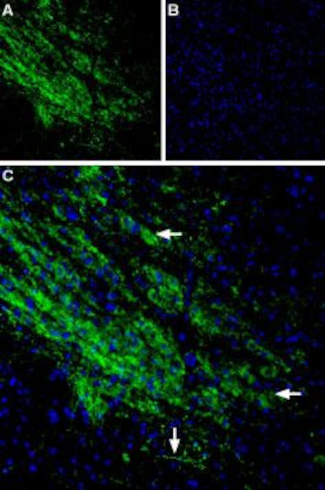 GIRK2 (Kir3.2) Antibody in Immunohistochemistry (Frozen) (IHC (F))