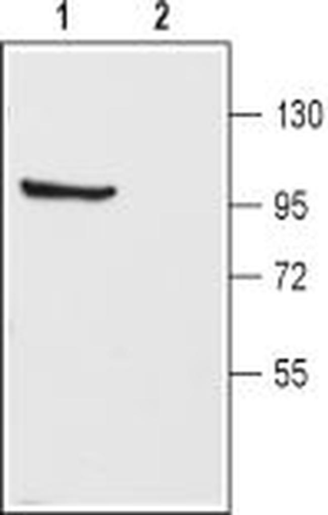 KV3.1b (KCNC1) Antibody in Western Blot (WB)