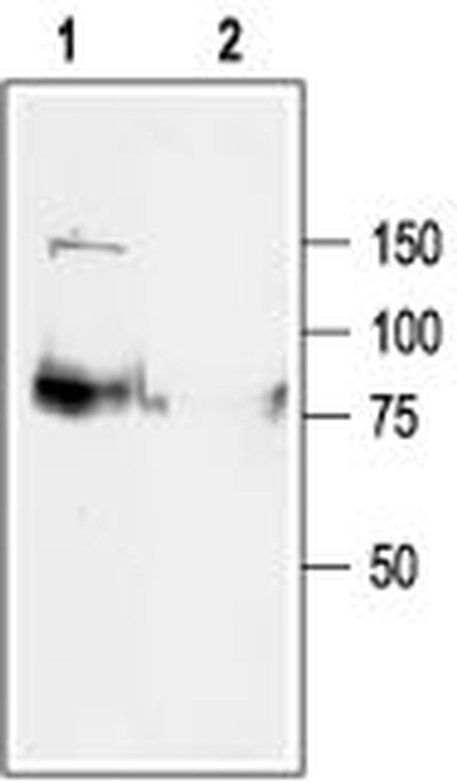 KCNQ1 Antibody in Western Blot (WB)