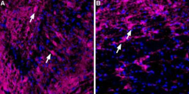 KV4.2 Antibody in Immunohistochemistry (Frozen) (IHC (F))