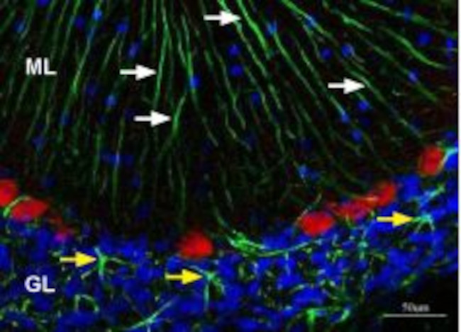 Kir4.1 (KCNJ10) Antibody in Immunohistochemistry (Frozen) (IHC (F))