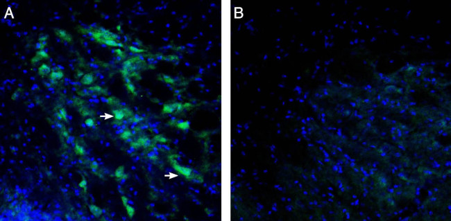 GIRK3 (Kir3.3) Antibody in Immunohistochemistry (Frozen) (IHC (F))