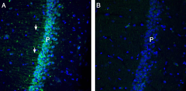 KCNN1 (KCa2.1, SK1) Antibody in Immunohistochemistry (Frozen) (IHC (F))