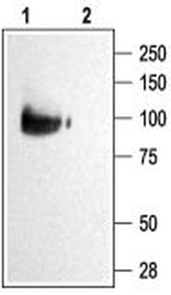 KCNQ2 Antibody in Western Blot (WB)