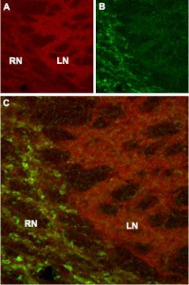 HCN4 Antibody in Immunohistochemistry (IHC)