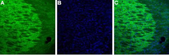 HCN4 Antibody in Immunohistochemistry (Frozen) (IHC (F))