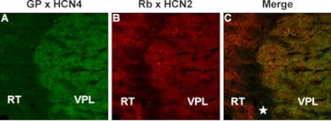 HCN4 Antibody in Immunohistochemistry (Frozen) (IHC (F))