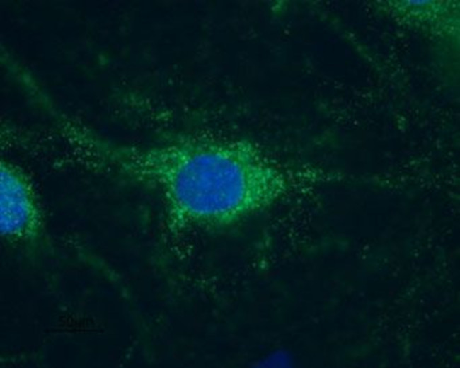 HCN1 Antibody in Immunocytochemistry (ICC/IF)