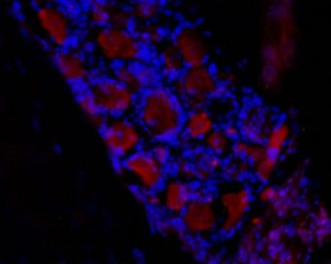 HCN3 Antibody in Immunohistochemistry (Frozen) (IHC (F))