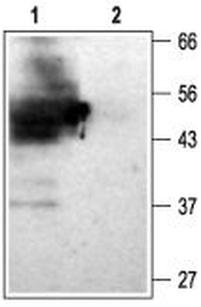 KCNJ15 (Kir4.2) Antibody in Western Blot (WB)