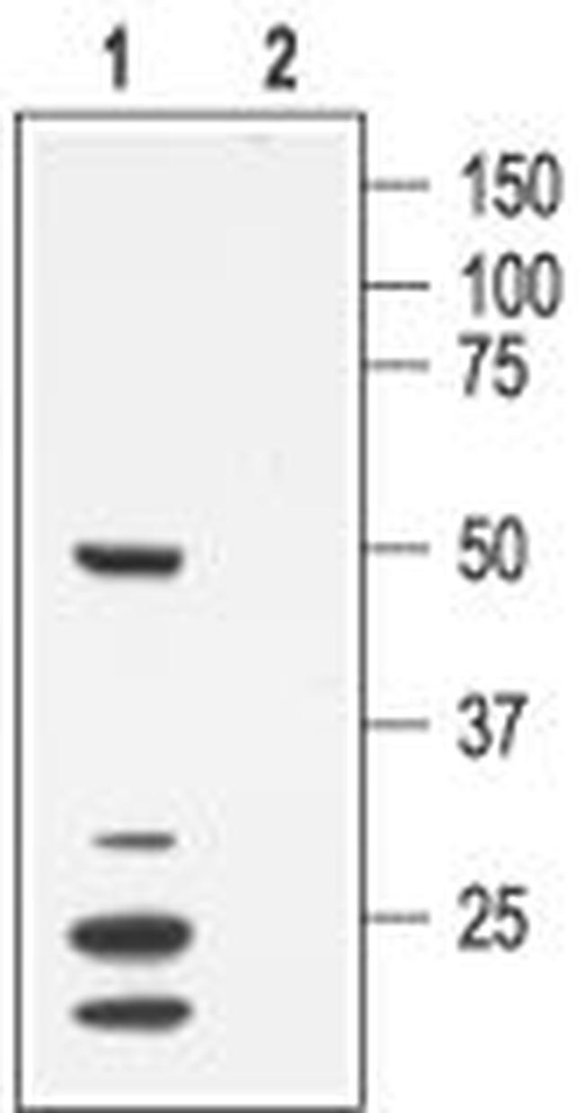 KV1.7 (KCNA7) Antibody in Western Blot (WB)