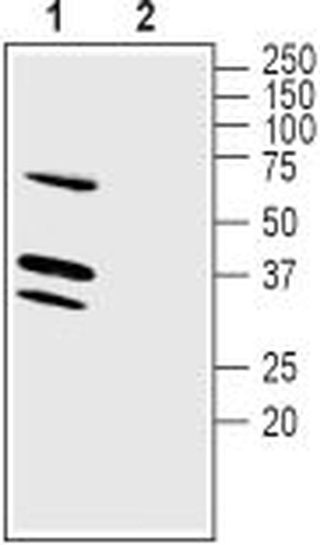 LRRC26 Antibody in Western Blot (WB)