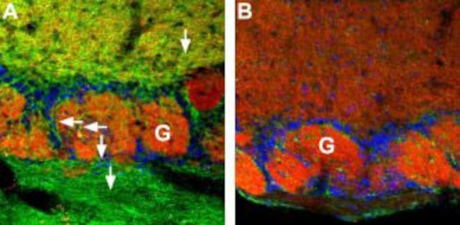 CNGA4 Antibody in Immunohistochemistry (IHC)