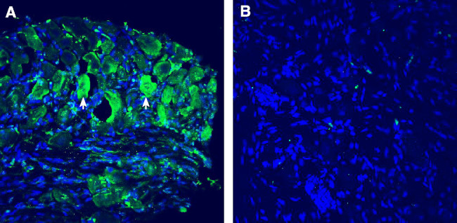 TMEM150C/Tentonin 3 (extracellular) Antibody in Immunohistochemistry (Frozen) (IHC (F))