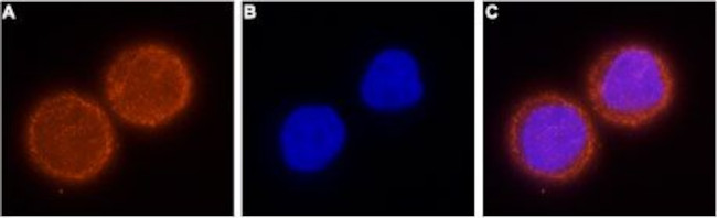 KCNH1 (EAG-1) Antibody in Immunocytochemistry (ICC/IF)