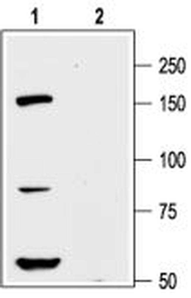 KV12.1 (KCNH8) Antibody in Western Blot (WB)