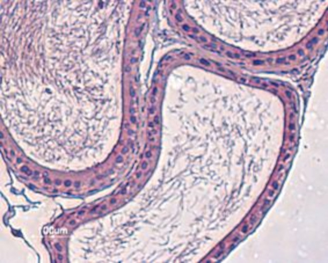 KV12.3 (KCNH4) Antibody in Immunohistochemistry (Paraffin) (IHC (P))