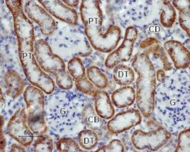 Kir5.1 Antibody in Immunohistochemistry (Paraffin) (IHC (P))
