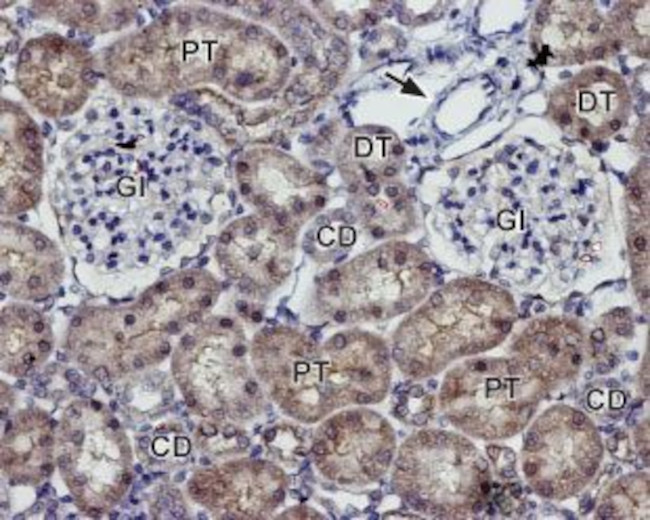 Kir7.1 (extracellular) Antibody in Immunohistochemistry (Paraffin) (IHC (P))