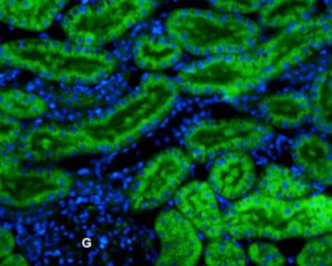 Kir7.1 (extracellular) Antibody in Immunohistochemistry (Paraffin) (IHC (P))
