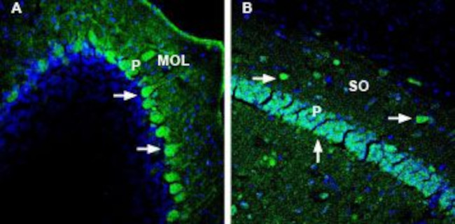 DPP10 (extracellular) Antibody in Immunohistochemistry (Frozen) (IHC (F))