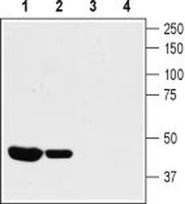 KV1.8 Antibody in Western Blot (WB)