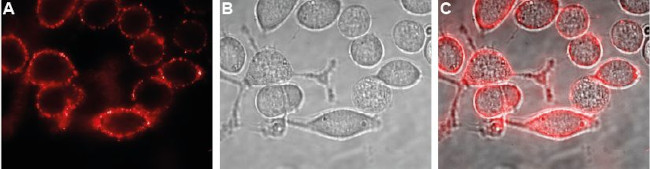 Kir4.1 (KCNJ10) (extracellular) Antibody in Immunocytochemistry (ICC/IF)
