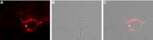 KV1.4 (extracellular) Antibody in Immunocytochemistry (ICC/IF)