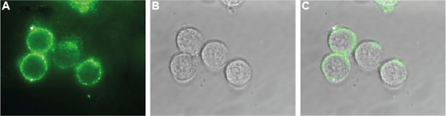 KCNQ1 (extracellular) Antibody in Immunocytochemistry (ICC/IF)