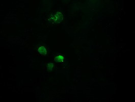 APCS Antibody in Immunocytochemistry (ICC/IF)