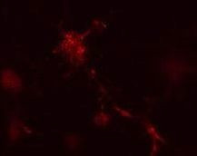 ATG12 Antibody in Immunocytochemistry (ICC/IF)
