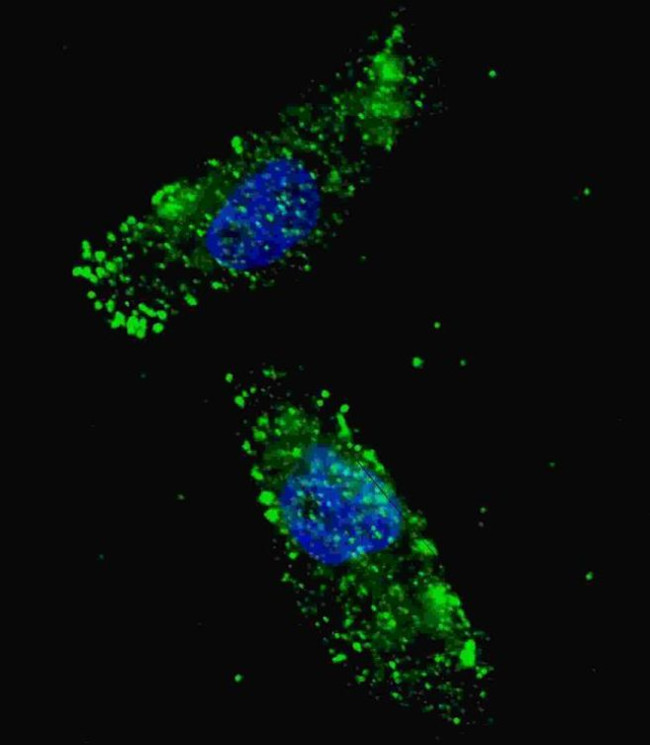 ULK1 Antibody in Immunocytochemistry (ICC/IF)