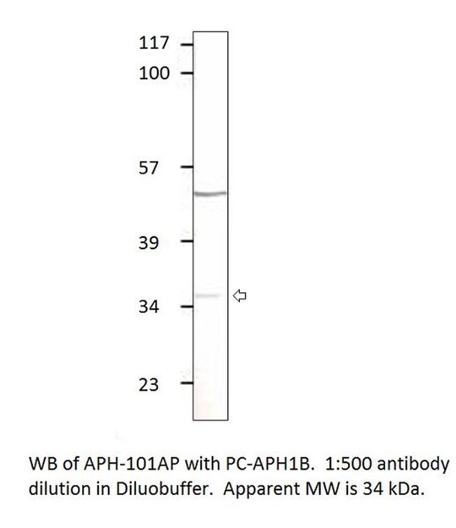 Aph 1b Antibody in Western Blot (WB)