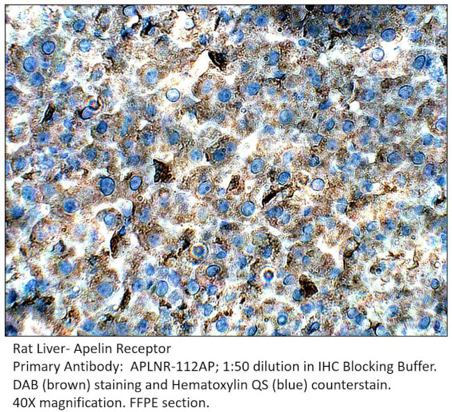 Apelin Receptor Antibody in Immunohistochemistry (IHC)