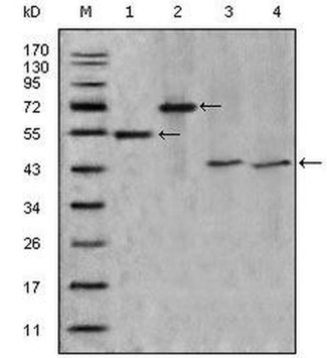 Apolipoprotein A4 Antibody in Western Blot (WB)